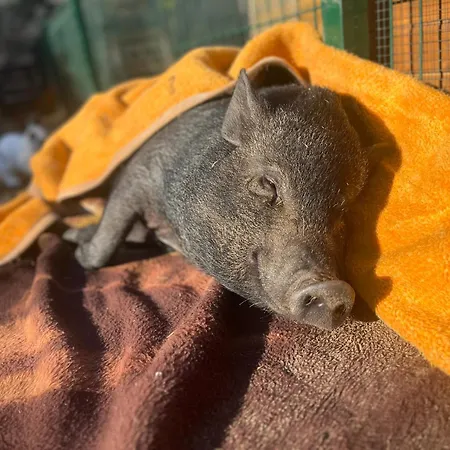 A Casa De Nono San Dorligo della Valle